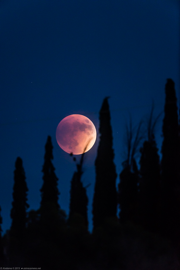Eclipsed moon over Cypress trees